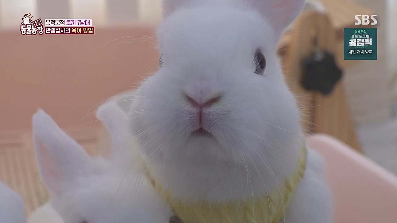 TV 동물농장.E1104.230123p.WANNA.mp4_20230123_195416.916.jpg