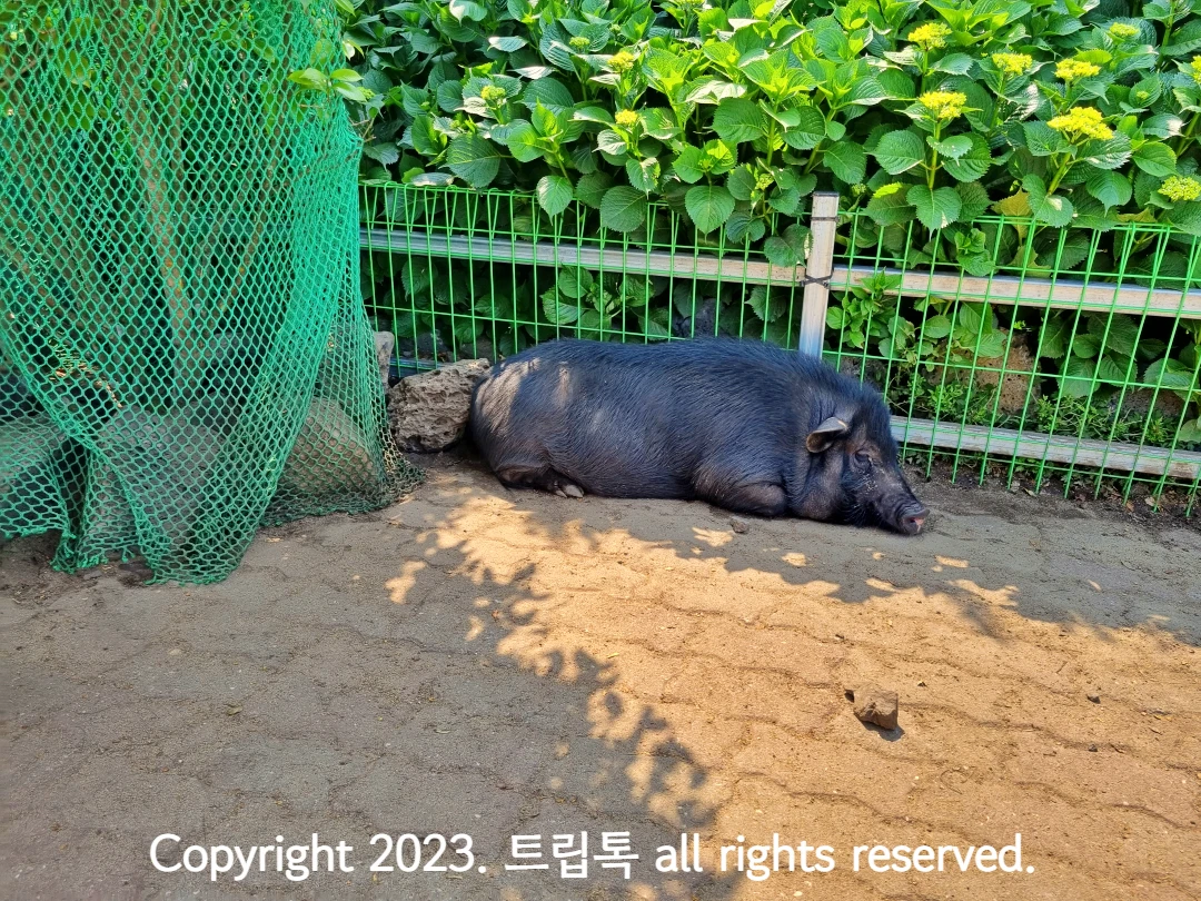 흑돼지가 엎드려있다