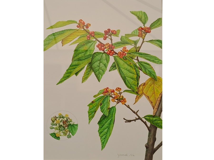 세밀화작품-장구밥나무