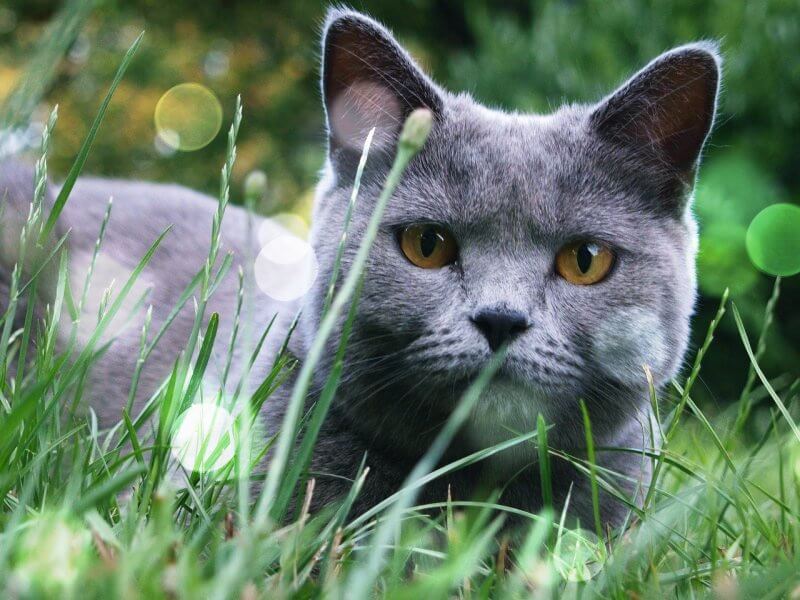 풀숲에-누워있는-회색-고양이