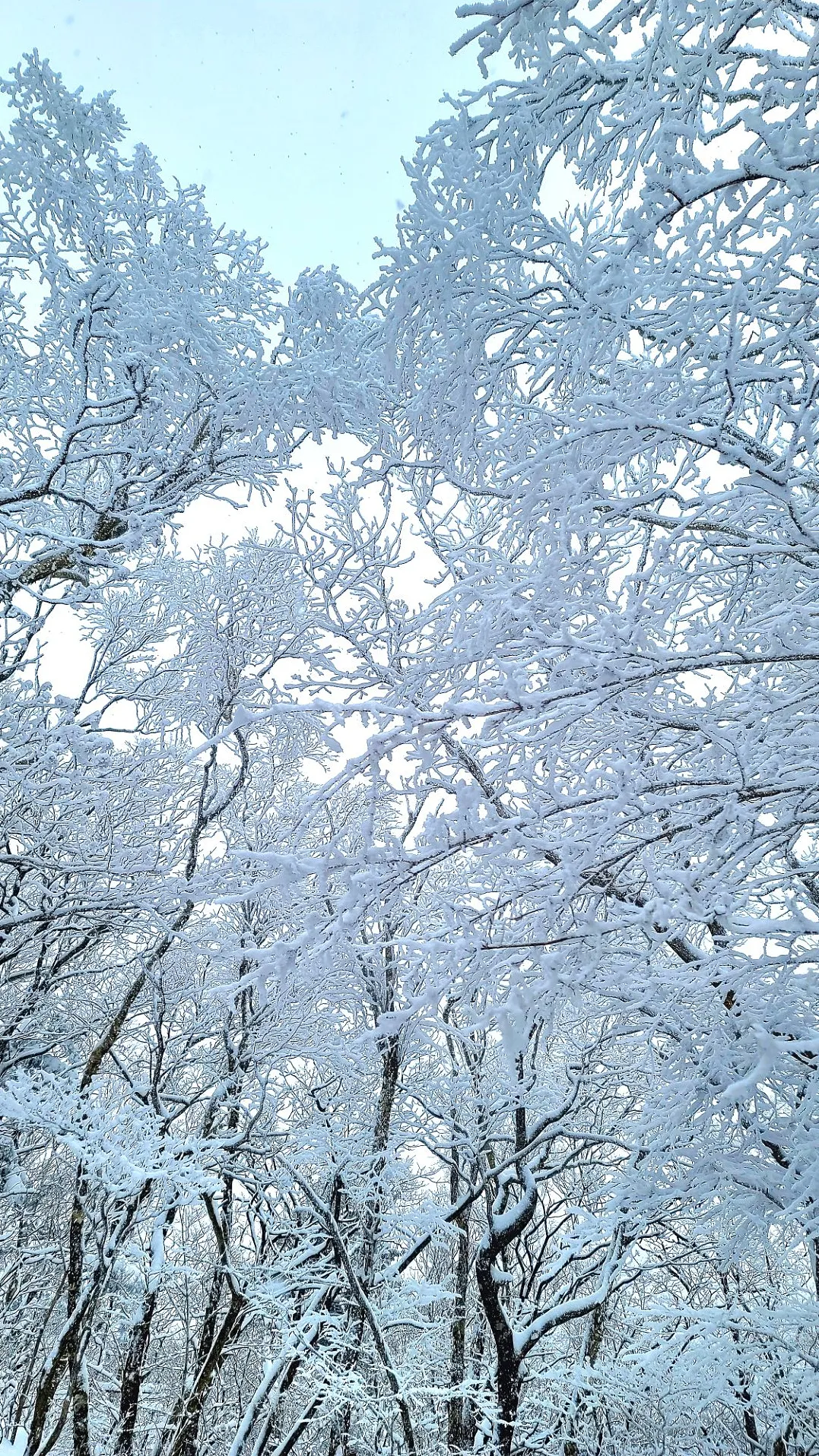 강원도 태백산 설경