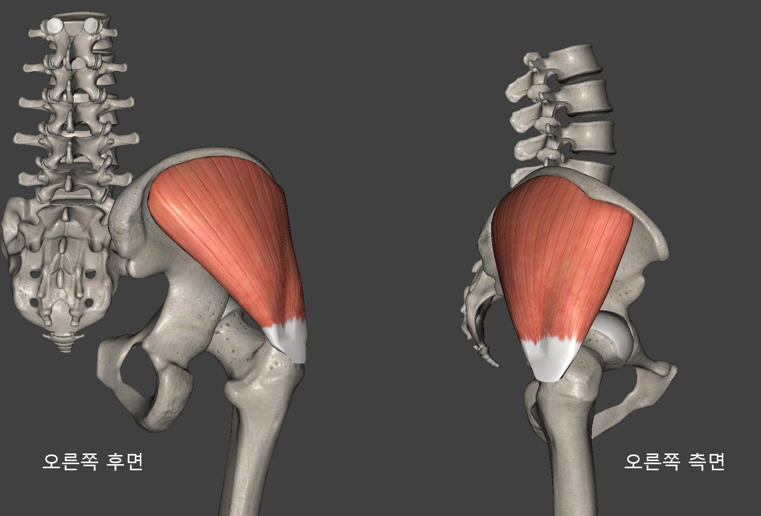 중둔근(중간볼기근&#44; Gluteus medius)