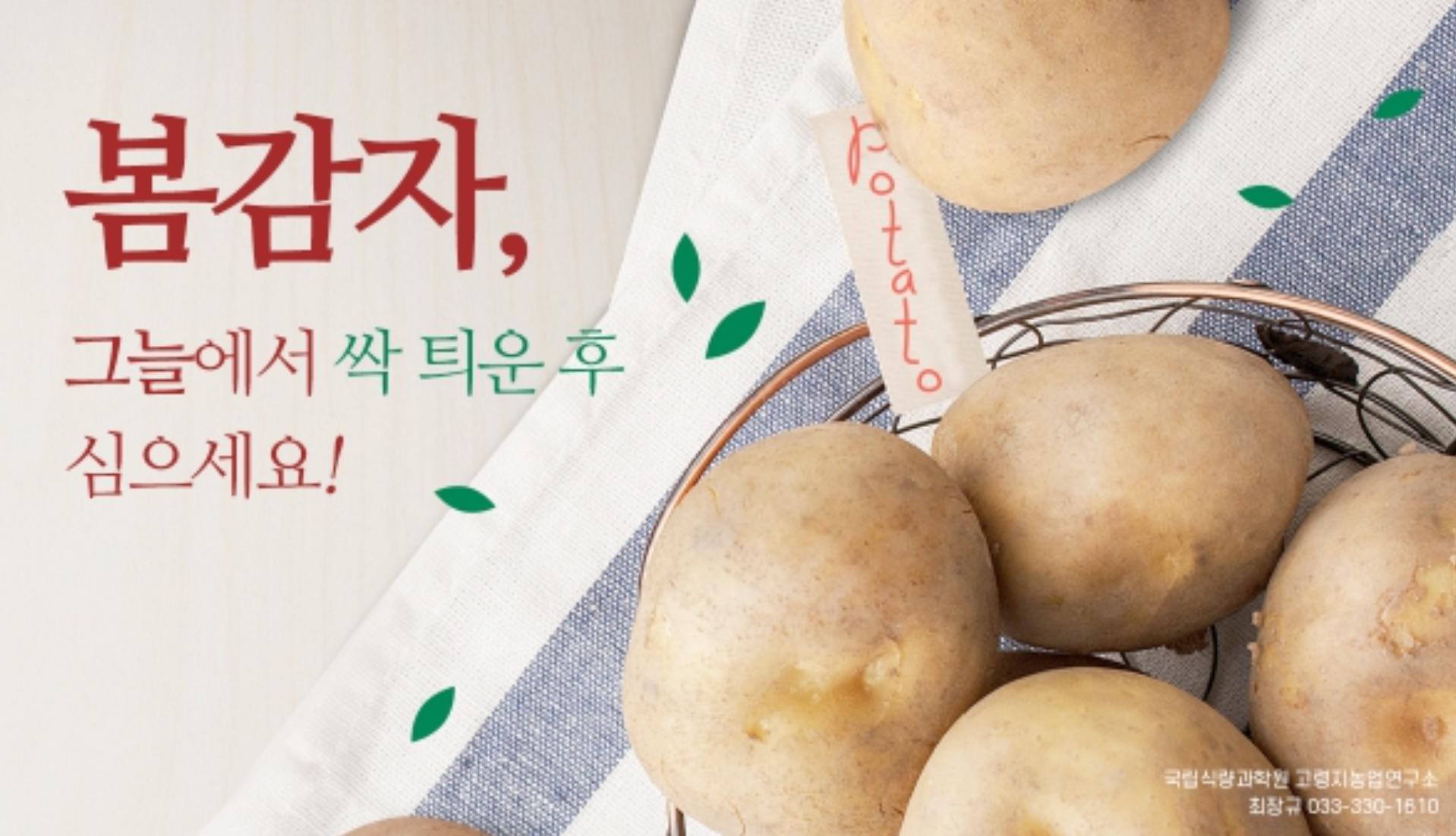  감자 싹 틔우기(씨감자)