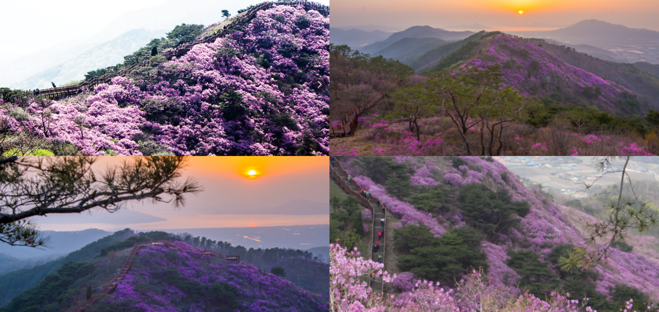 고려산 진달래축제