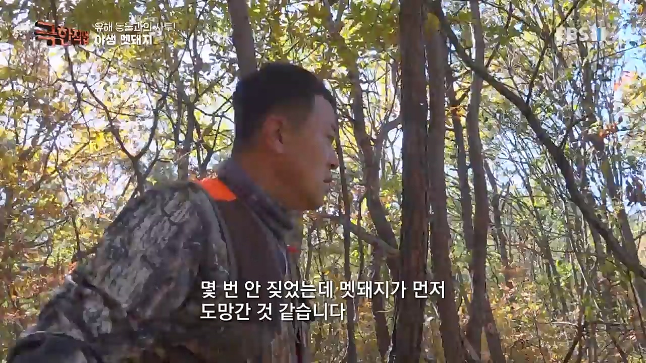 TV - 교육의 중심 EBS유해 동물과의 사투! 등검은말벌, 야생 멧돼지 퇴치.mp4_20221129_195013.897.jpg