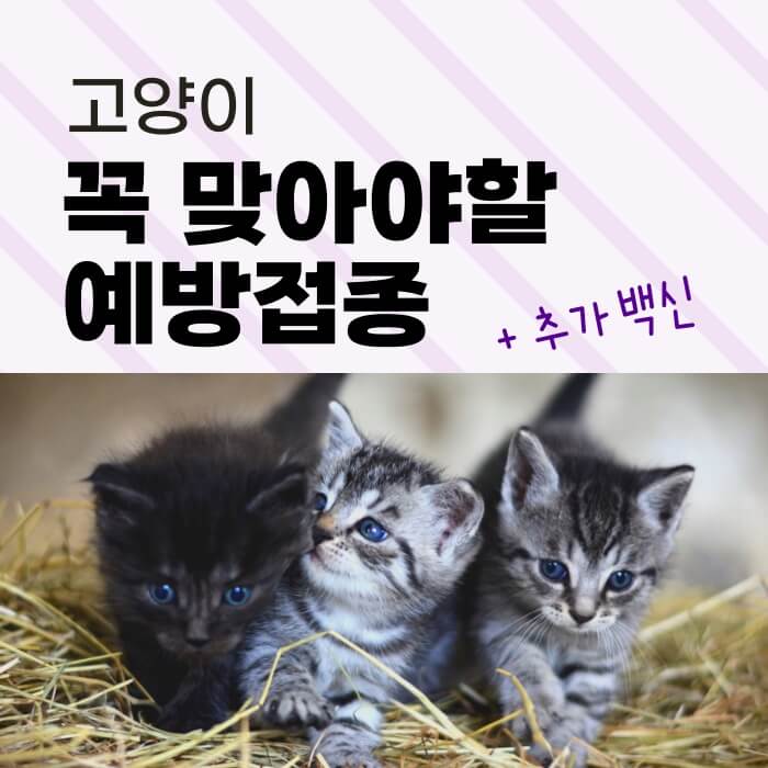 고양이-필수-예방접종-썸네일