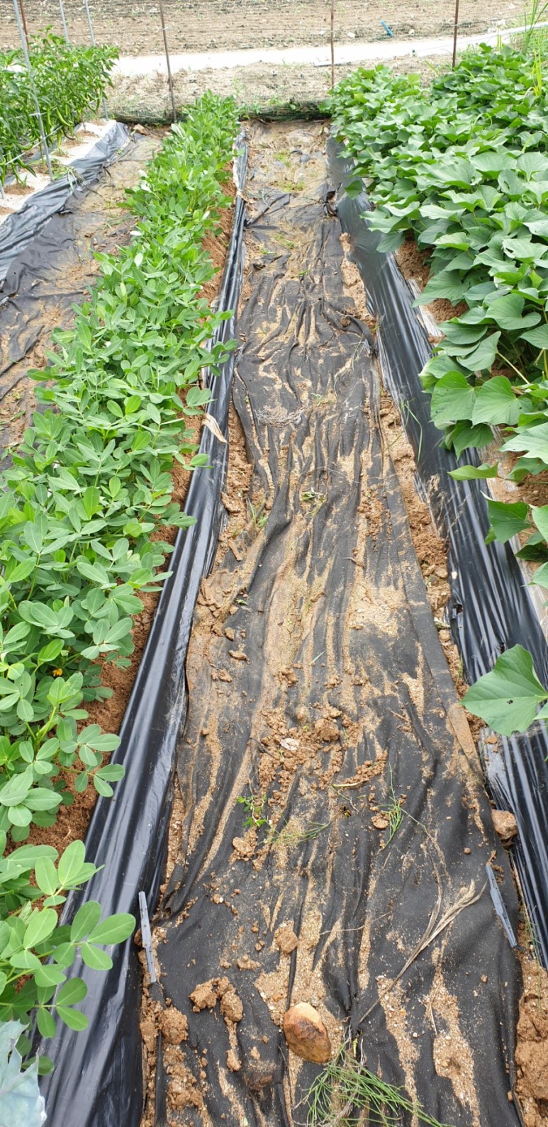 고추 ...모두싹 살포 물에 잠긴 12