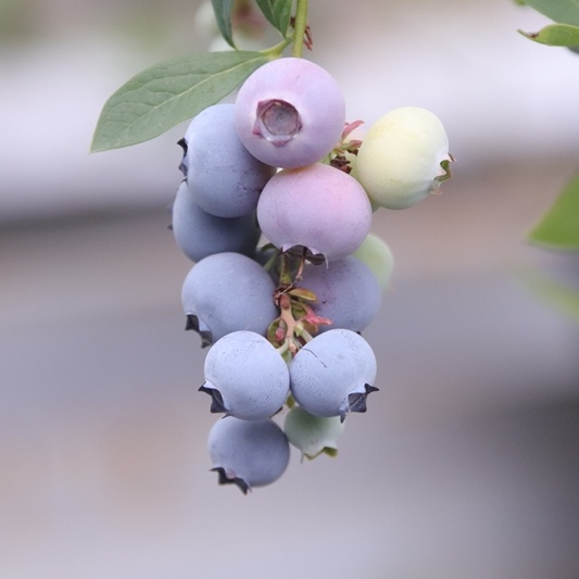 블루베리가 열매로 있는 모습이 담긴 이미지