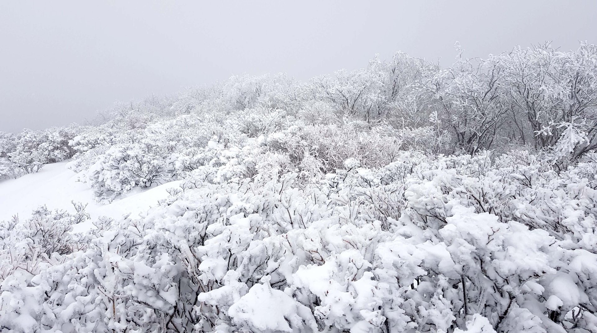 울산 가지산 설경