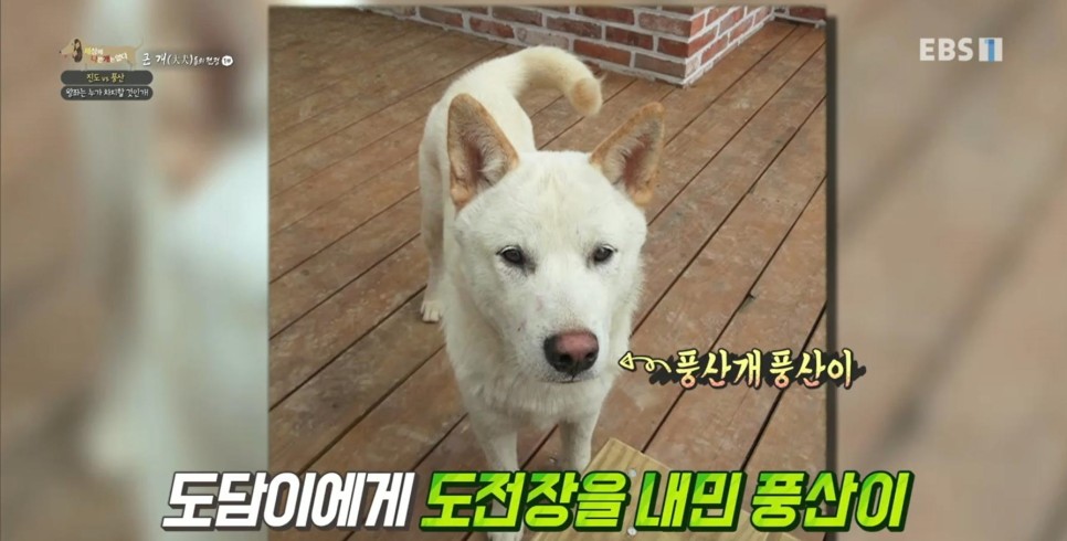 풍산개의치열한 혈투와 전쟁 - EBS 세상에 나쁜 개는 13