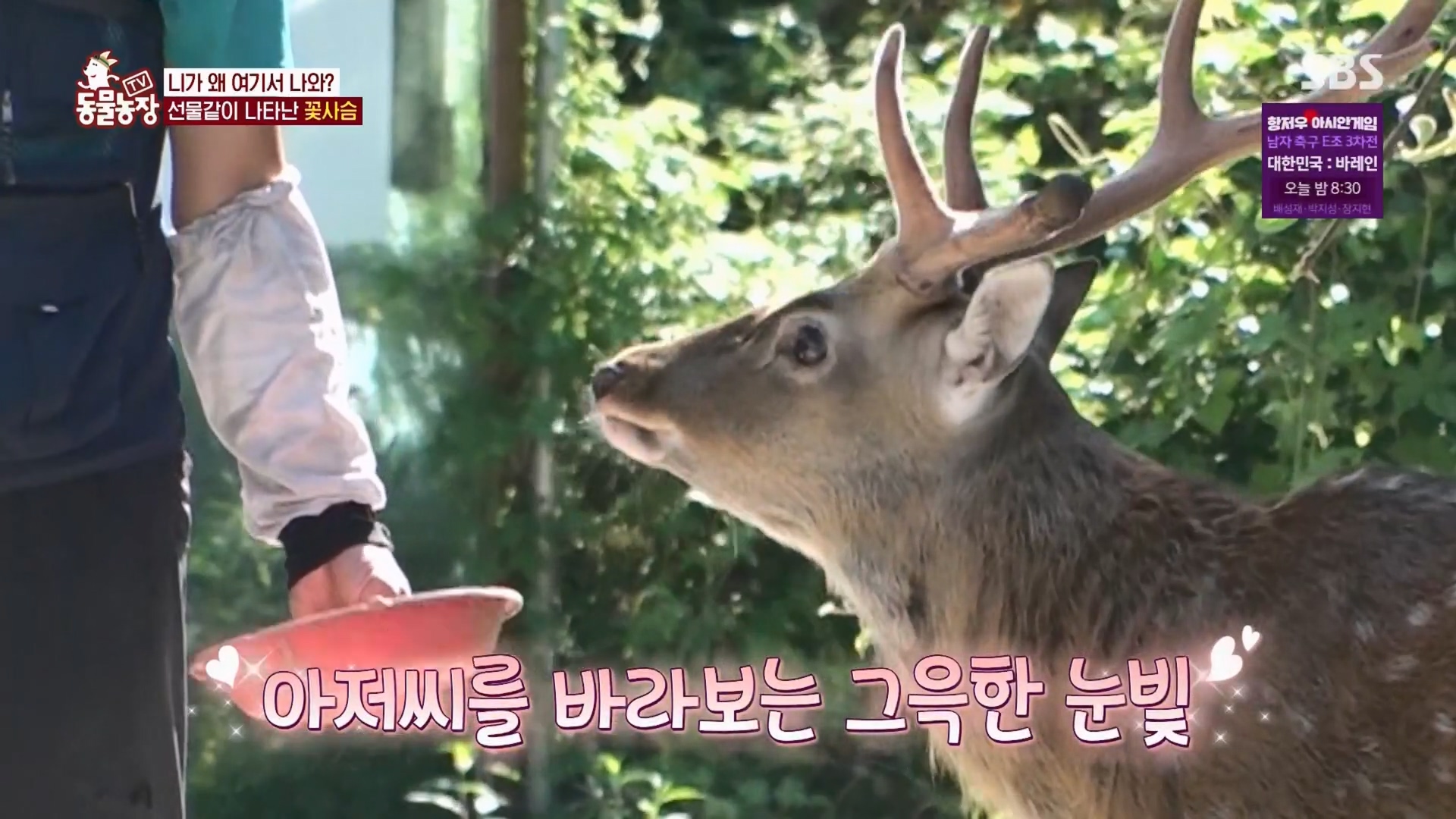 TV 동물농장.E1139.230924p.H264-F1RST.mp4_20230924_171530.544.jpg