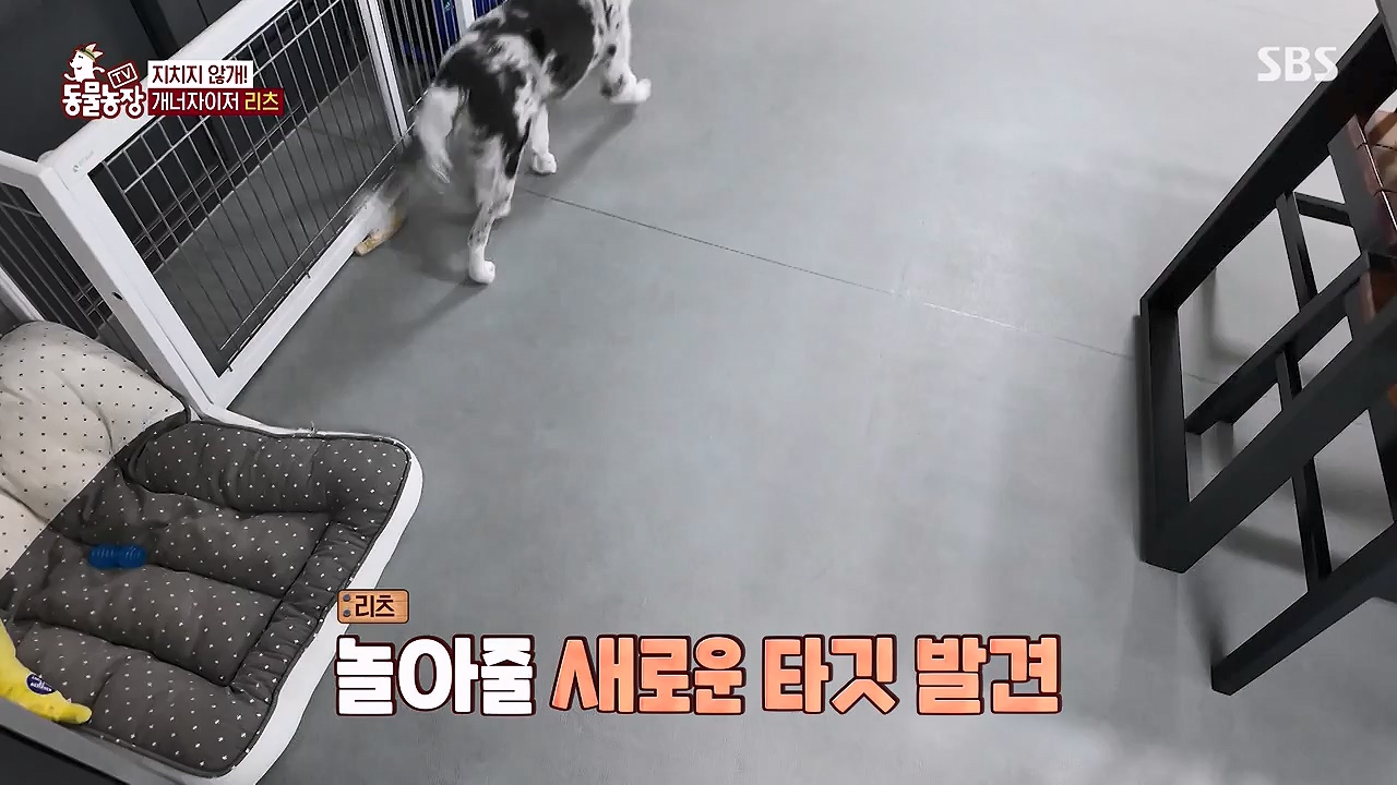 TV 동물농장.E1174.240603p-NEXT.mp4_20240602_155736.994.jpg