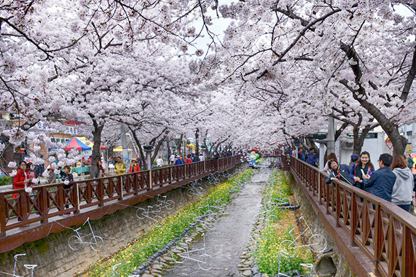 진해 군항제 벚꽃축제 안내 (2023 최신버전) 27