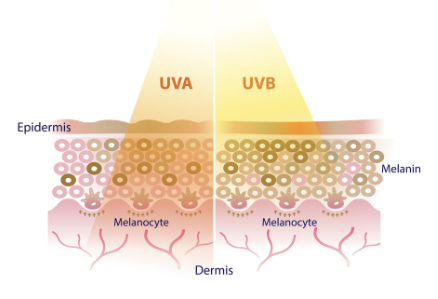 UVA vs UVB