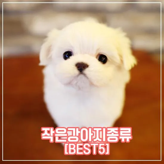 강아지 종류별 사진과 이름 작은 강아지 애완견 종류_4