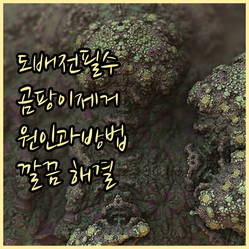 도배 전 필수! 곰팡이 발생 원인과 