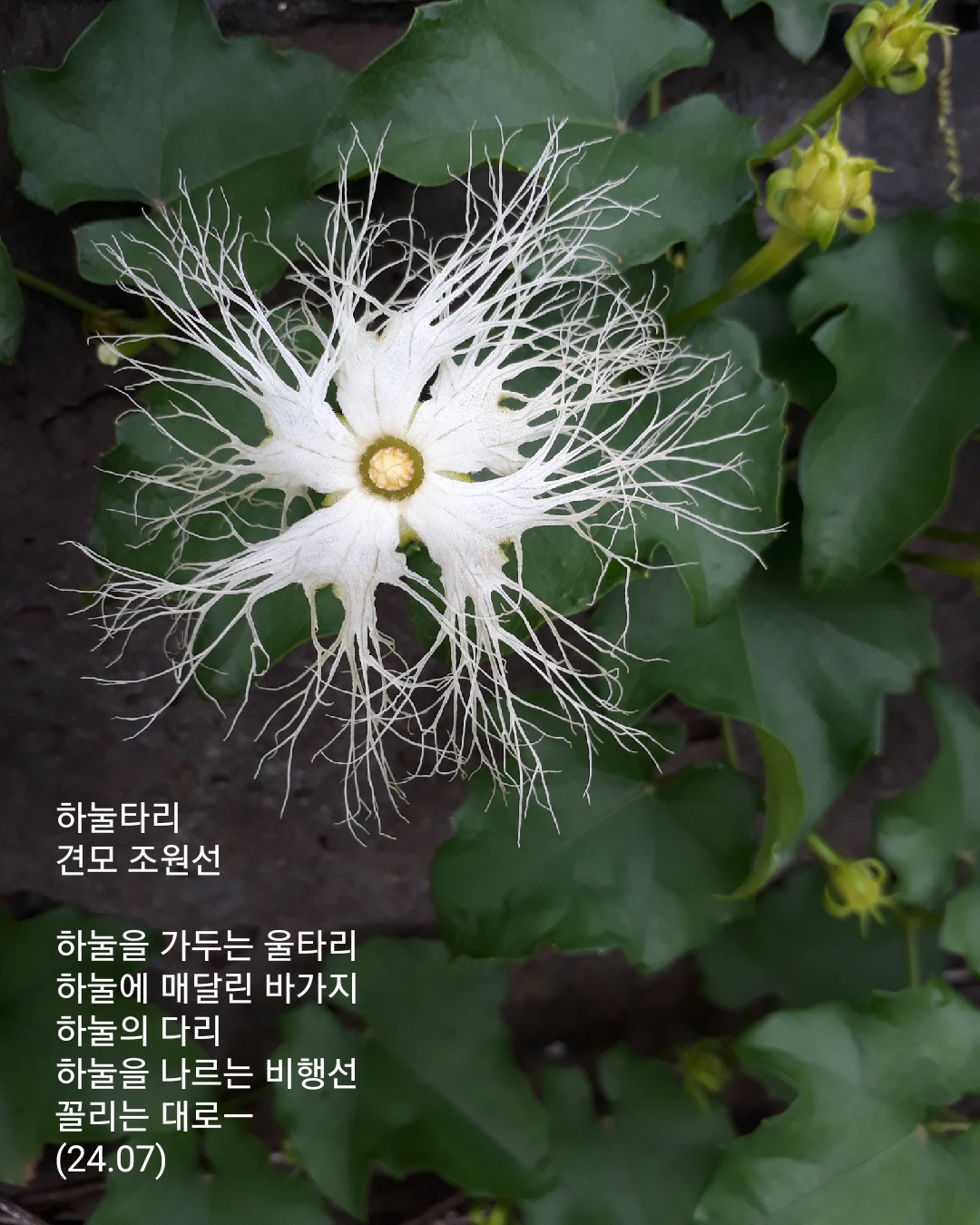 하눌타리 이미지