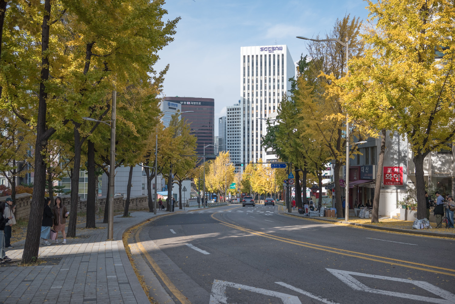 남산공원 은행단풍