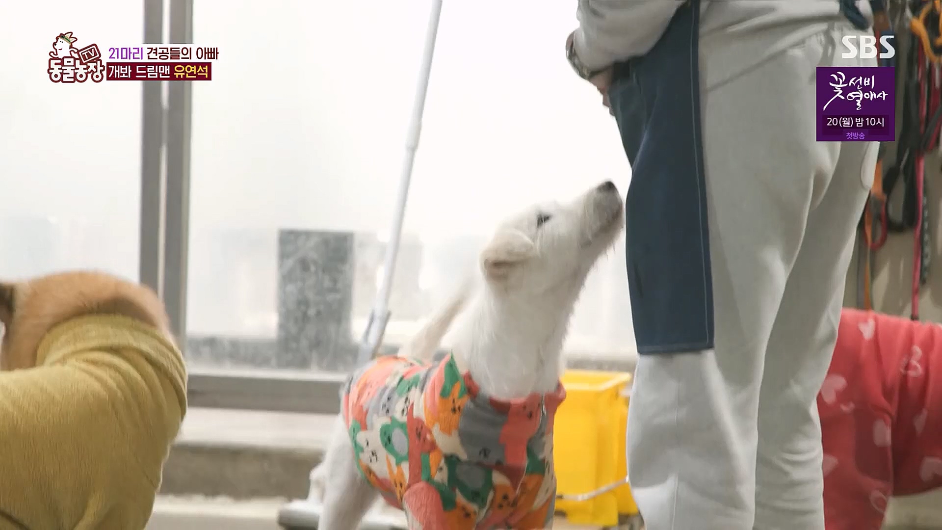 TV 동물농장.E1111.230312p.H264-F1RST.mp4_20230312_175957.772.jpg