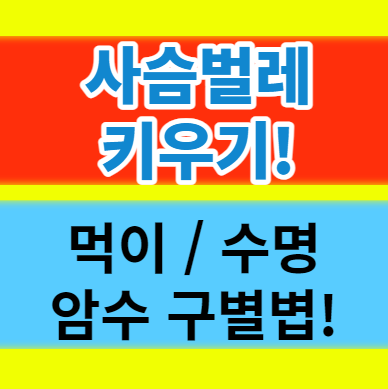  아이들과 함께 사슴벌레 키우기 먹이 수명 구별방법 알기