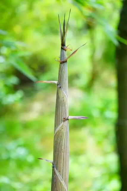 죽순 삷는 법 및 손질 법