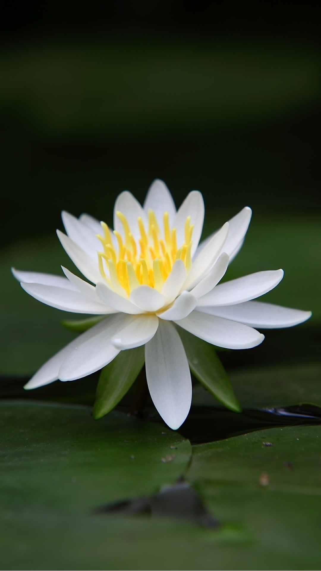 Lotus Flower iPhone Wallpaper