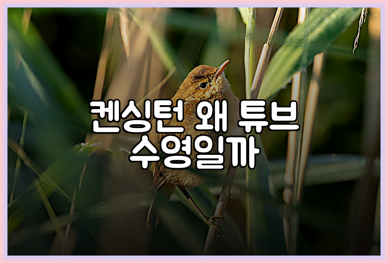 켄싱턴 왜 튜브 수영일까