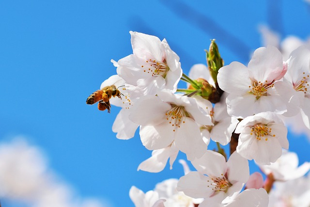 img src="cherry_blossoms_flower_seoul_beotkkot.jpg"alt="서울 벚꽃 명소 여행"