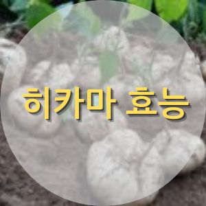 히카마 효능