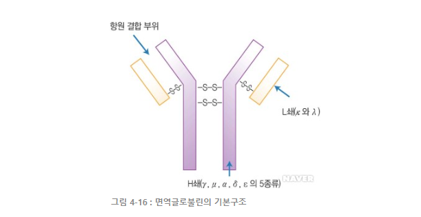 글로불린