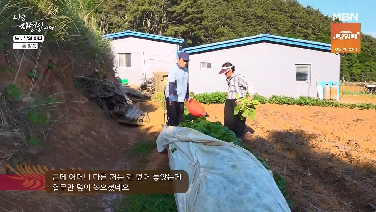 나는 자연인이다.E610.240620p-NEXT.mp4_20240620_193533.488.jpg