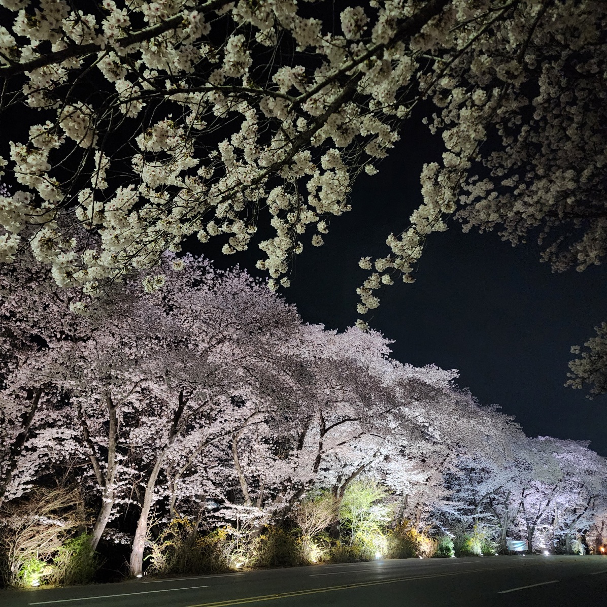 경주-보문단지-벚꽃나무