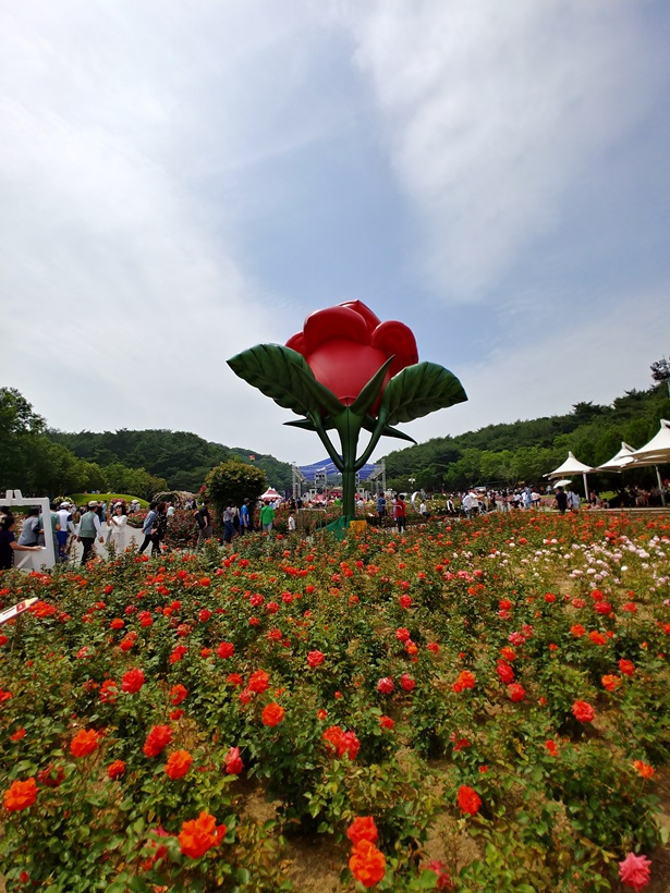  울산 남구 가볼만한곳: 울산 5월 축제 “울산대공원 장미축제”