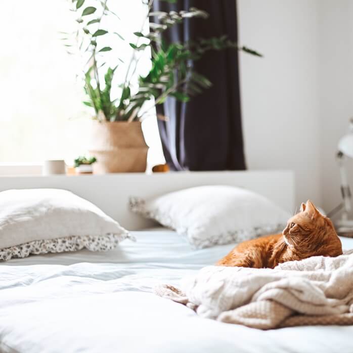 창가에 초록색 화초가 보이는 침대 매트레스 위에서 쉬고 있는 고양이 한마리
