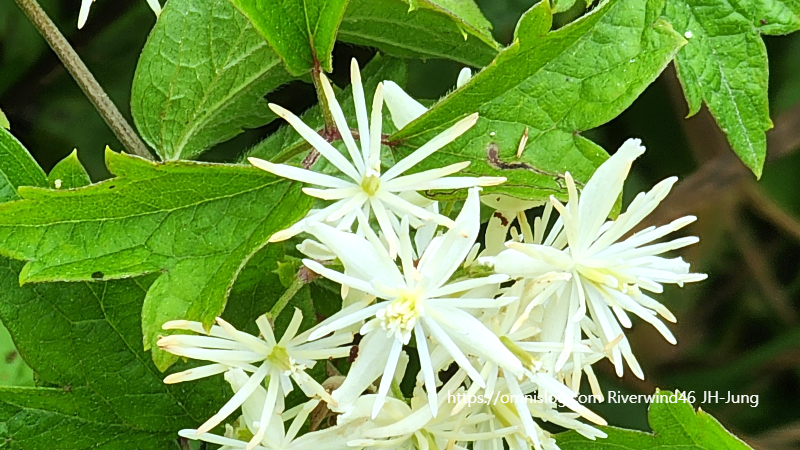 사위질빵 Clematis apiifolia