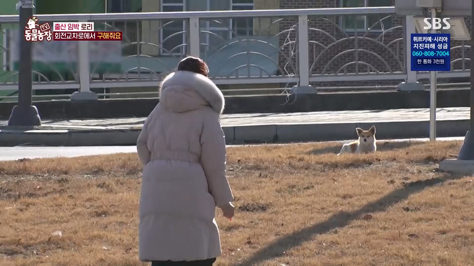 TV 동물농장.E1109.230219p.H264-F1RST.mp4_20230219_142850.147.jpg