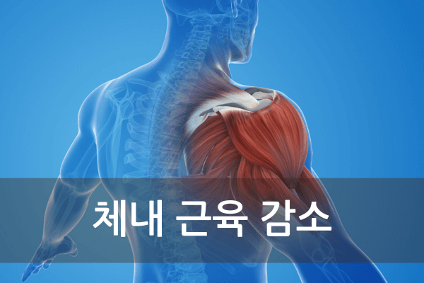 비알코올성지방간의원인-체내근육감소