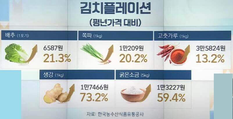  김치 플레이션 배추 값 상승 원인들과 김장철 할인 정보 보기