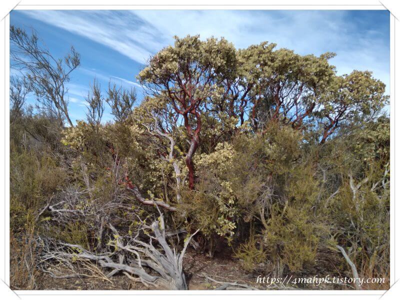 Bigberry Manzanita-혹은 Arctostaphylos glauca