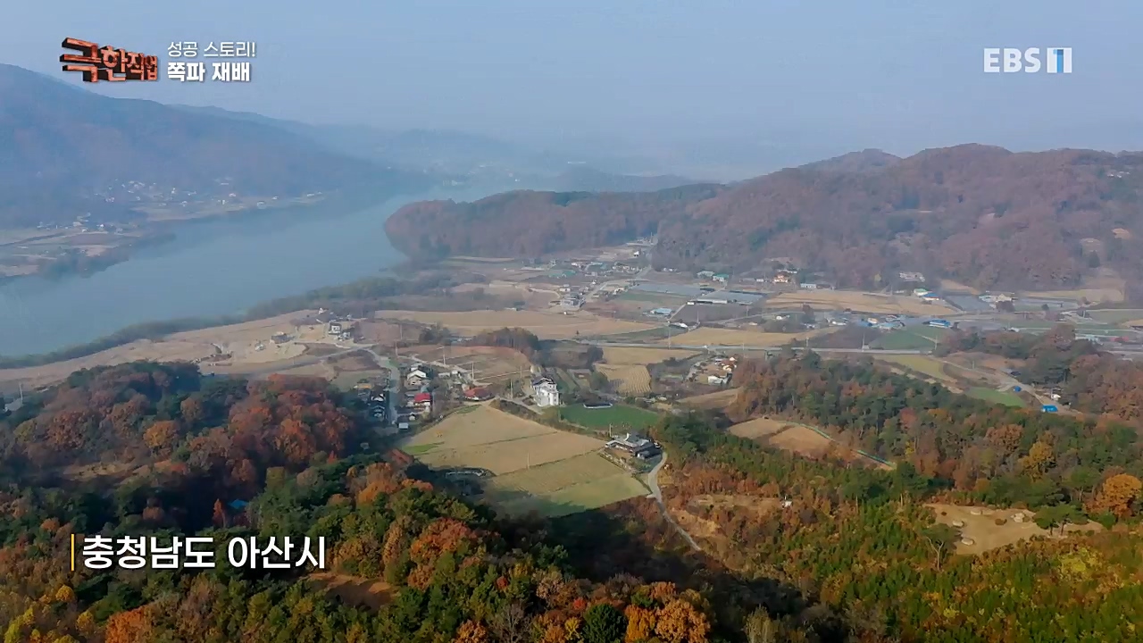 TV - 교육의 중심 EBS성공 스토리! 쪽파 재배와 과일 도매.mp4_20221209_203551.084.jpg