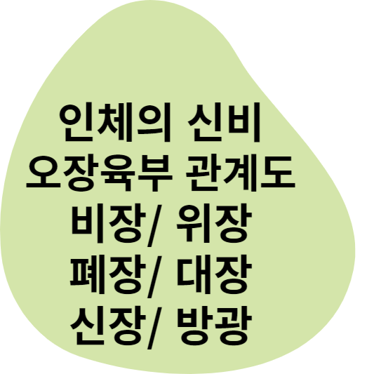 인체의 신비, 오장육부 관계도, 비장/ 위장, 폐장/ 대장, 신장/ 방광