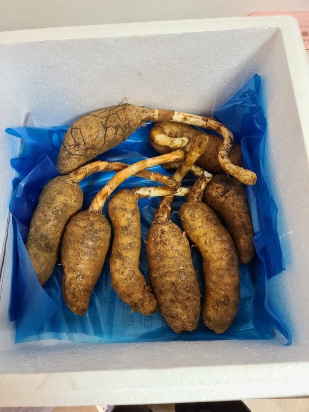 천마 이미지