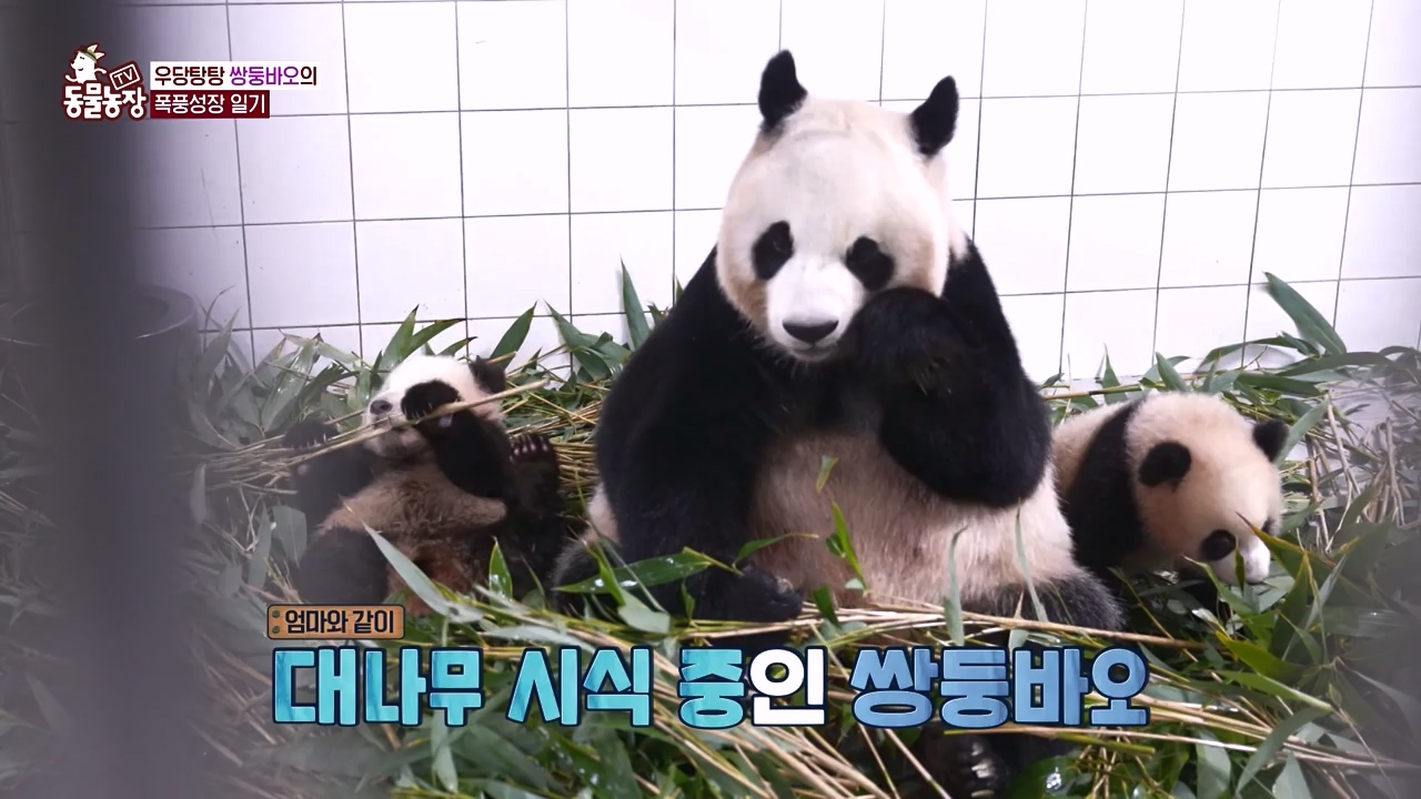 TV 동물농장.E1155.240122p-NEXT.mp4_20240121_145933.372.jpg