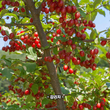 보리수 효능