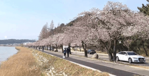 전국 벚꽃 개화시기 경포호 