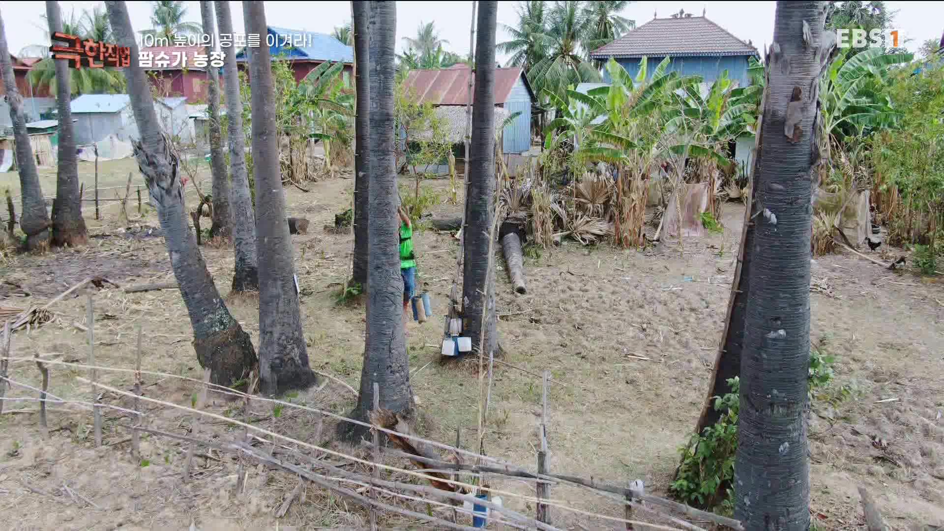 [극한 직업] 캄보디아 팜슈가 농장 230624.mp4_20230701_185231.339.jpg