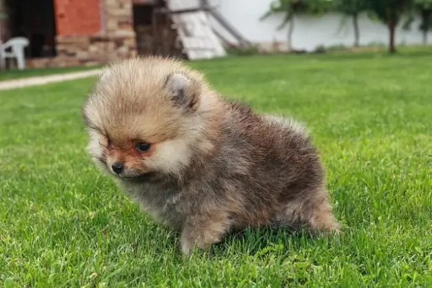 소형견 특징