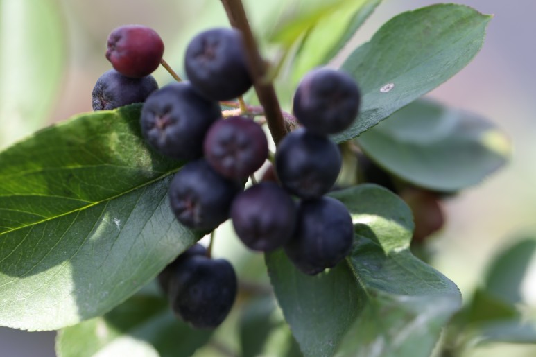 효능소개 아로니아 2