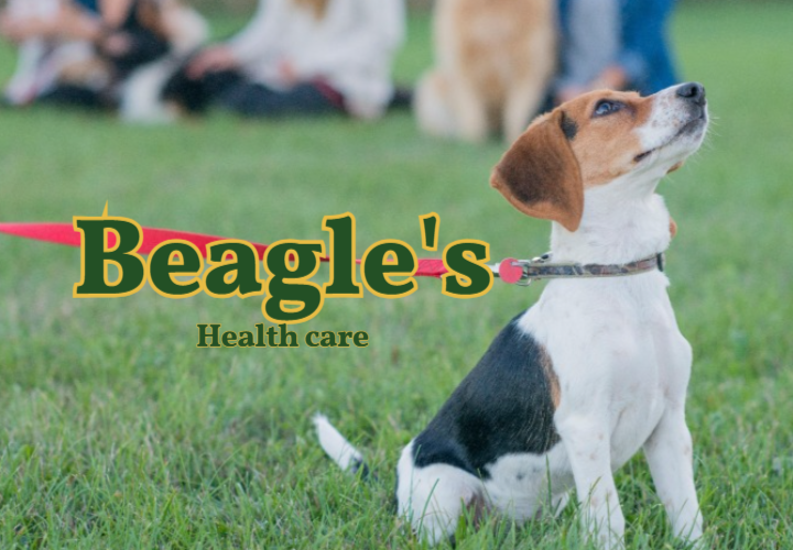 Beagle's health care