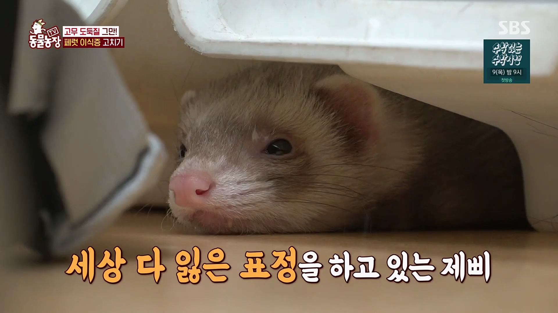 TV 동물농장.E1109.230226p.H264-F1RST.mp4_20230226_161918.503.jpg